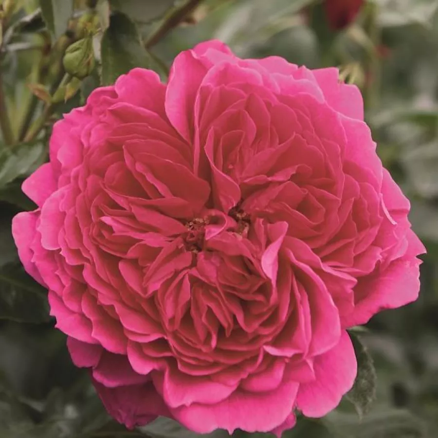 Rózsaszín - Rózsa - Laguna® - Kertészeti webáruház