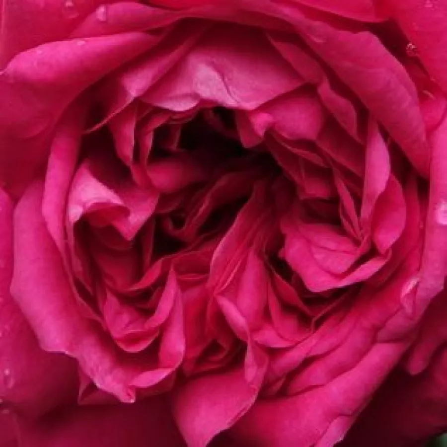 Csokros - Rózsa - Laguna® - Kertészeti webáruház