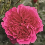 Drevesne vrtnice - roza - Rosa Laguna® - Vrtnica intenzivnega vonja
