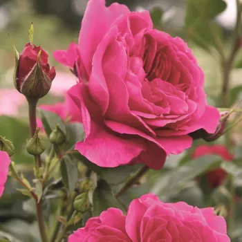 Rosa Laguna® - ružová - Stromkové ruže,  kvety kvitnú v skupinkáchstromková ruža s kríkovitou tvarou koruny