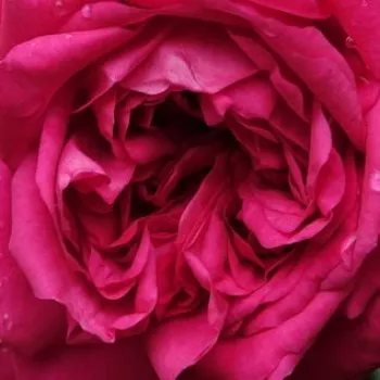 Rosa Laguna® - parfum intense - Fleurs groupées en bouquet - rosier à haute tige - rose - Tim Hermann Kordes - retombant - -