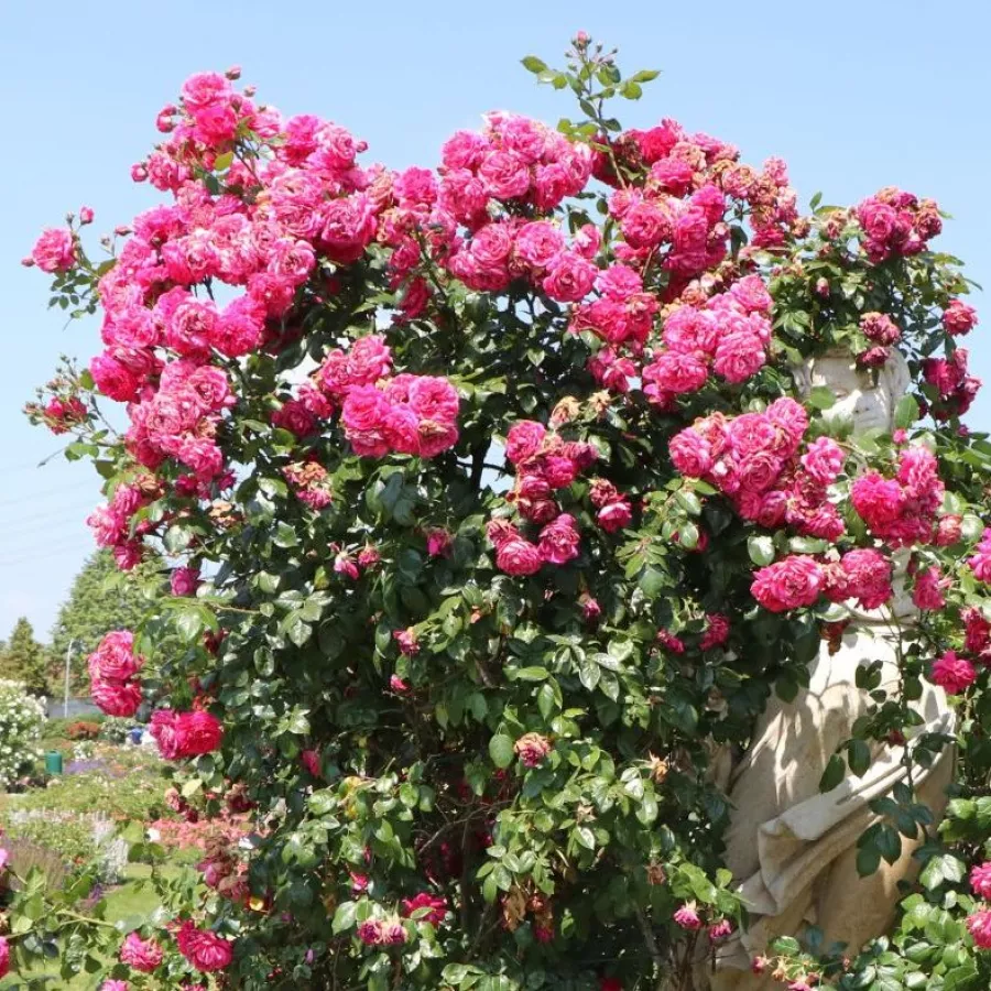Plină, densă - Trandafiri - Laguna® - comanda trandafiri online