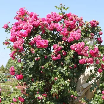 Rose foncé - rosiers grimpants