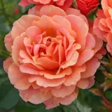 Narancssárga - virágágyi grandiflora - floribunda rózsa - Online rózsa vásárlás - Rosa Lambada ® - diszkrét illatú rózsa - kajszibarack aromájú