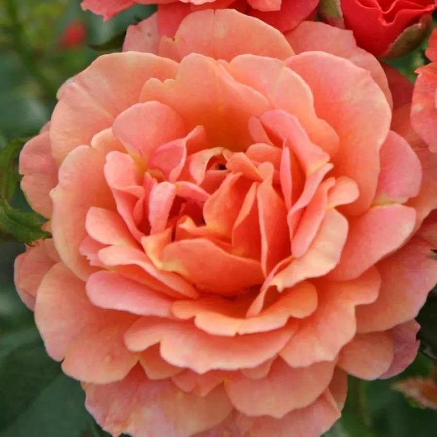 Virágágyi grandiflora - floribunda rózsa - Rózsa - Lambada ® - Online rózsa rendelés