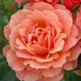 Grandiflora - floribunda vrtnice - oranžna - Diskreten vonj vrtnice - Rosa Lambada ® - Na spletni nakup vrtnice