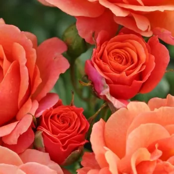 Rosa Lambada ® - naranča - Floribunda - grandiflora ruža