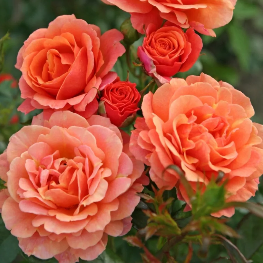 KORapfhecki - Trandafiri - Lambada ® - Trandafiri online