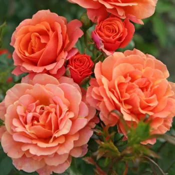 Oranžový - záhonová ruža - grandiflora - floribunda   (120-150 cm)