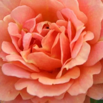 Ružová - školka - eshop  - záhonová ruža - grandiflora - floribunda - oranžový - mierna vôňa ruží - marhuľa - Lambada ® - (120-150 cm)