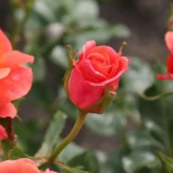 Rosa Lambada ® - naranja - Árbol de Rosas Floribunda - rosal de pie alto- forma de corona tupida
