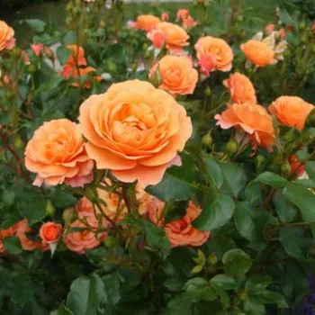 Naranja con tonos rosa - árbol de rosas de flores en grupo - rosal de pie alto - rosa de fragancia discreta - albaricoque