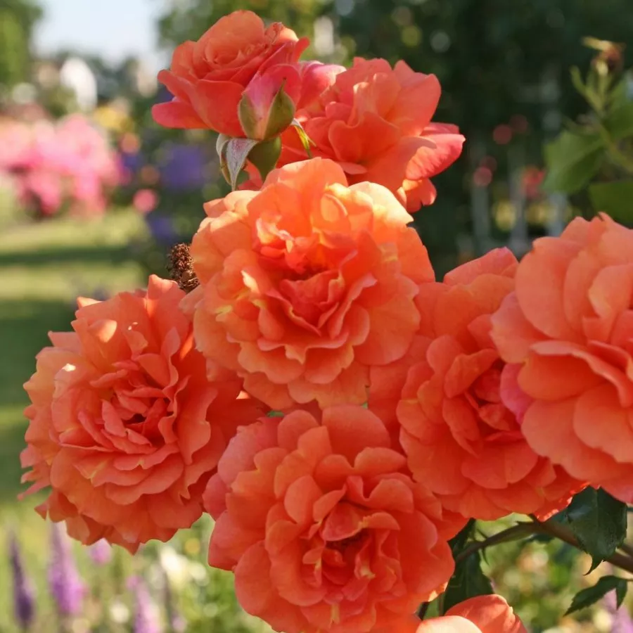 Vrtnica grandiflora - floribunda za cvetlično gredo - Roza - Lambada ® - vrtnice online