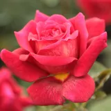 Vörös - teahibrid rózsa - Online rózsa vásárlás - Rosa L'Ami des Jardins™ - diszkrét illatú rózsa - málna aromájú