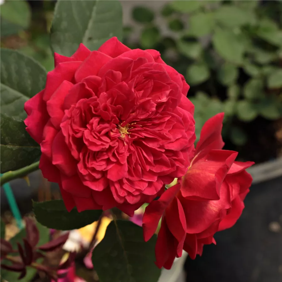 Czerwony - Róża - L'Ami des Jardins™ - Szkółka Róż Rozaria
