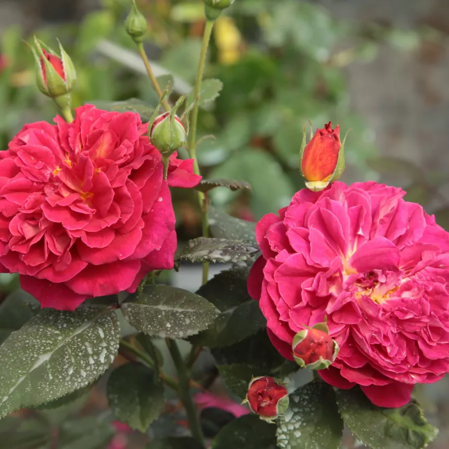 GUIlladjar - Ruža - L'Ami des Jardins™ - Narudžba ruža