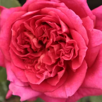 Rosen Online Shop - teehybriden-edelrosen - rot - diskret duftend - L'Ami des Jardins™ - (90-100 cm)
