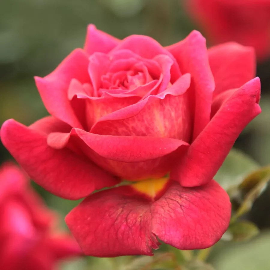 Crvena - Ruža - L'Ami des Jardins™ - 