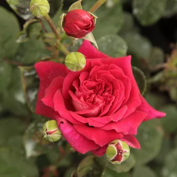 Rosa L'Ami des Jardins™ - roșu - trandafiri pomisor - Trandafir copac cu trunchi înalt – cu flori teahibrid