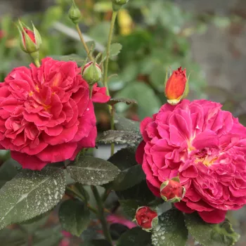 Málnapiros - teahibrid rózsa - diszkrét illatú rózsa - málna aromájú