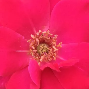 Online rózsa kertészet - vörös - virágágyi floribunda rózsa - Anne Poulsen® - diszkrét illatú rózsa - málna aromájú - (60-100 cm)