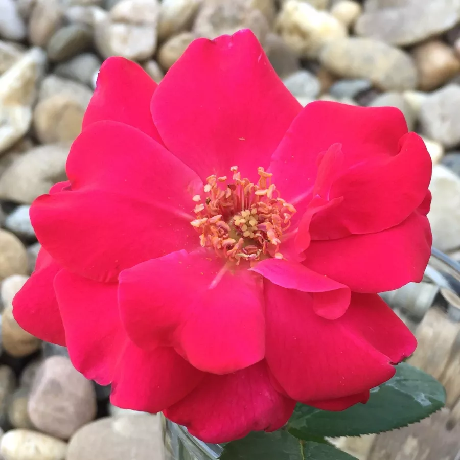 Virágágyi floribunda rózsa - Rózsa - Anne Poulsen® - Online rózsa rendelés
