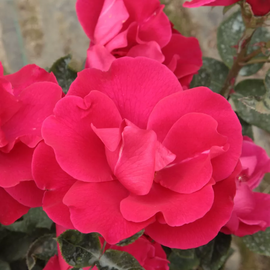 Rosso - Rosa - Anne Poulsen® - Produzione e vendita on line di rose da giardino