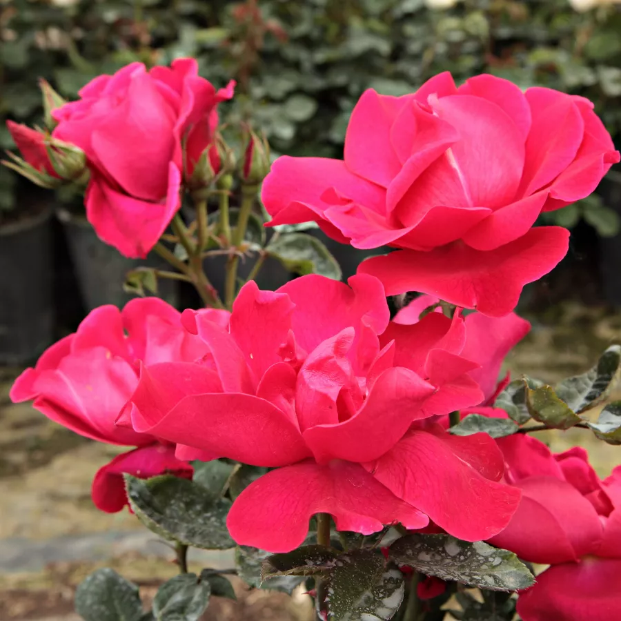 Anne-Mette Poulsen - Rosa - Anne Poulsen® - Produzione e vendita on line di rose da giardino