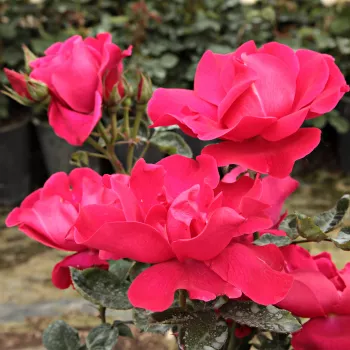 Karmazsinvörös - virágágyi floribunda rózsa - diszkrét illatú rózsa - málna aromájú