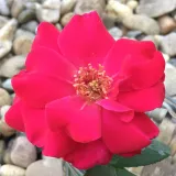 Záhonová ruža - floribunda - mierna vôňa ruží - malina - červený - Rosa Anne Poulsen®