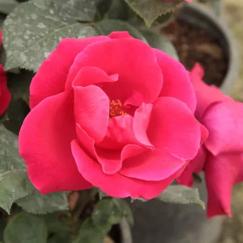 Rosa Anne Poulsen® - crvena - Floribunda ruže