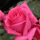 Rózsaszín - teahibrid rózsa - Online rózsa vásárlás - Rosa Lancôme - nem illatos rózsa