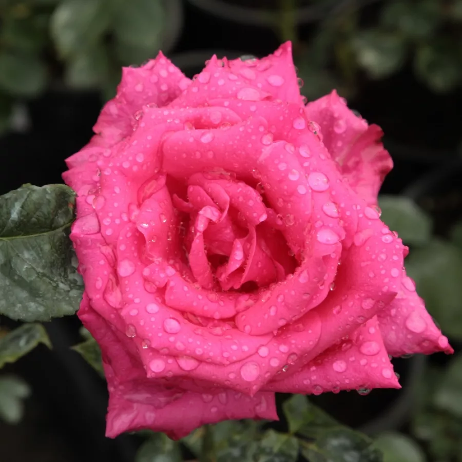Rose Ibridi di Tea - Rosa - Lancôme - Produzione e vendita on line di rose da giardino