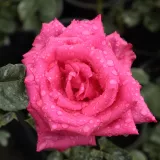 Rosiers hybrides de thé - rose - non parfumé - Rosa Lancôme - Rosier achat en ligne