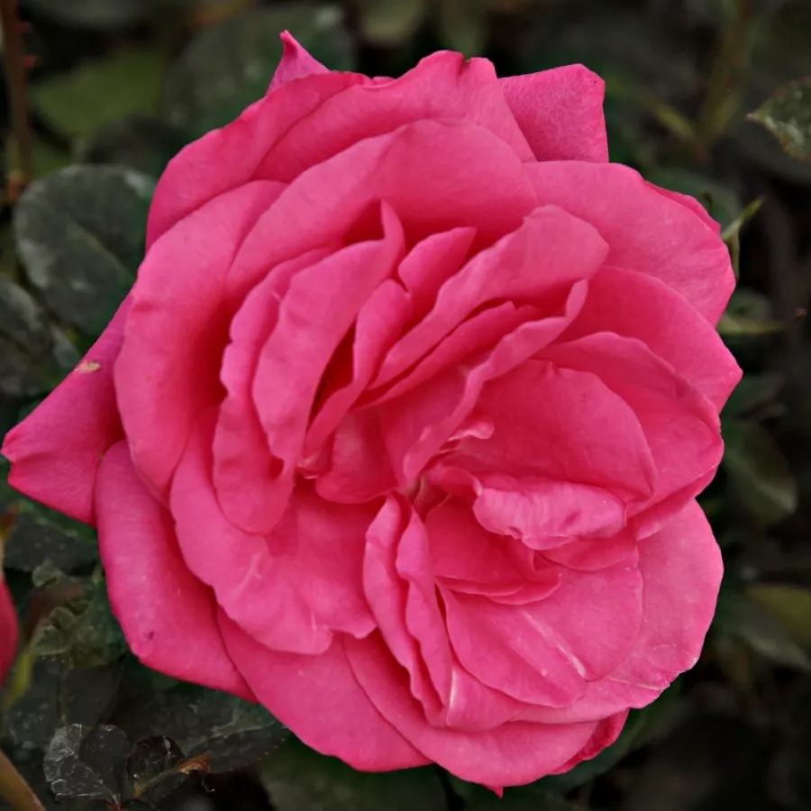 Roz - Trandafiri - Lancôme - Trandafiri online