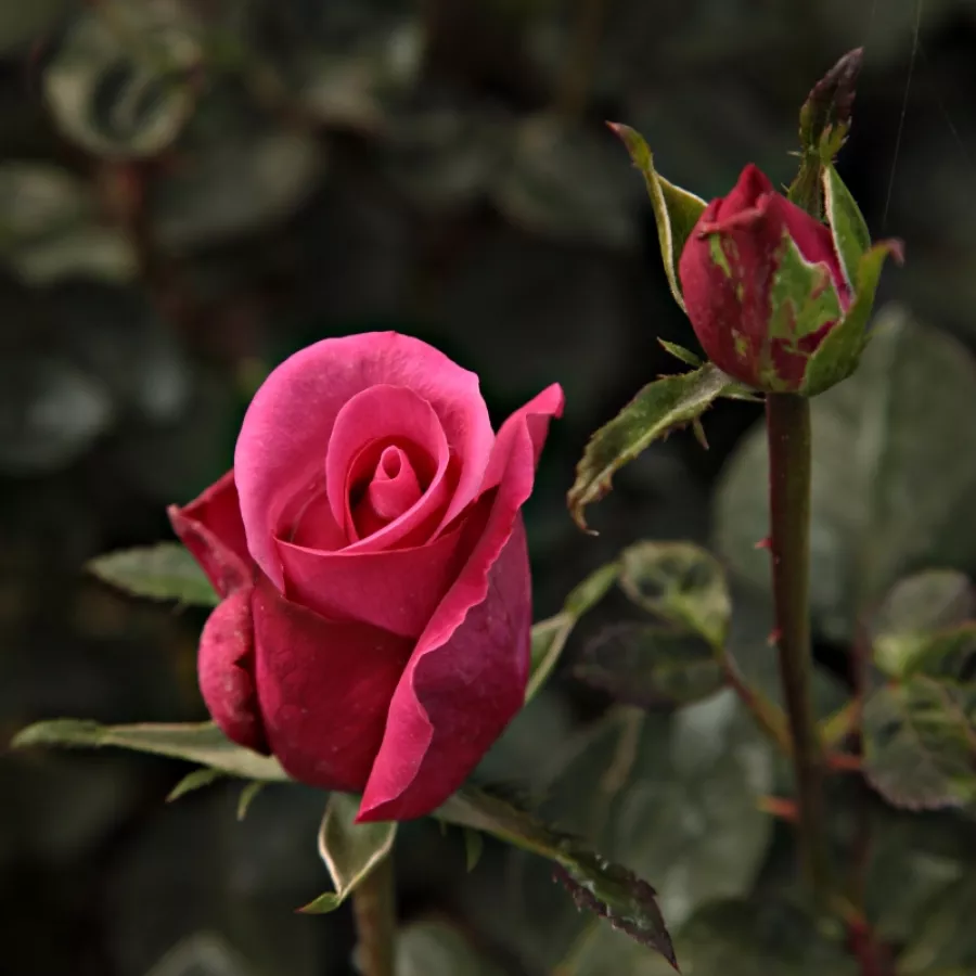 Rosa non profumata - Rosa - Lancôme - Produzione e vendita on line di rose da giardino