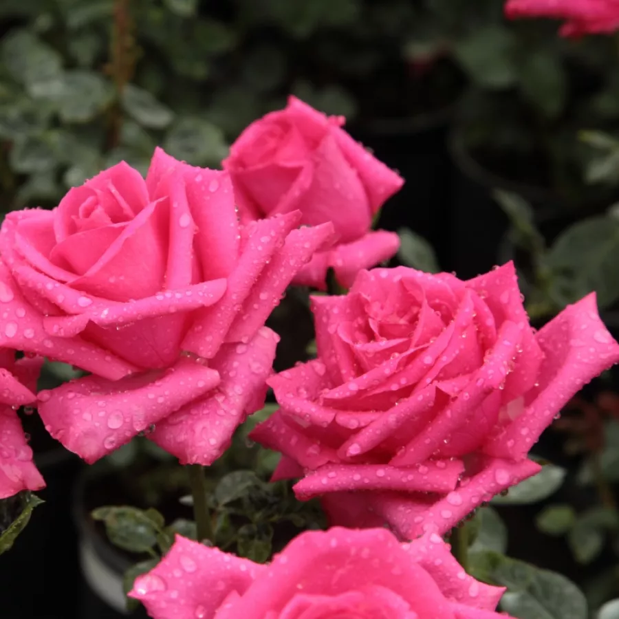 DELboip - Trandafiri - Lancôme - Trandafiri online