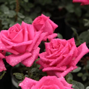 Roz puternic viu - Trandafiri hibrizi Tea   (70-110 cm)