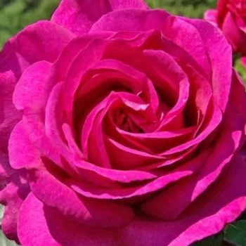 Rosen Gärtnerei - teehybriden-edelrosen - rosa - Rosa Lancôme - duftlos - Georges Delbard - Ihr langer Stiel macht die Sorte Lancome zur hervorragenden Schnittblume, obschon sie nicht duftet. Zum Strauß gebunden blüht sie im ganzen Sommer, auch wenn nicht
