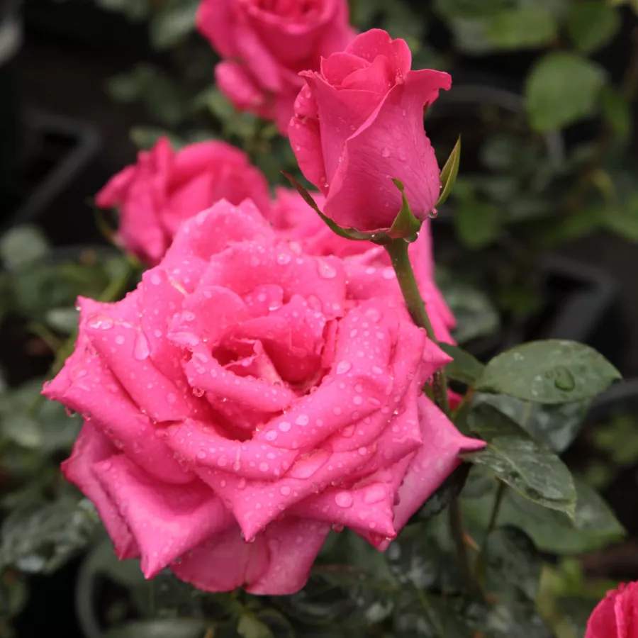 Georges Delbard - Rosa - Lancôme - rosal de pie alto