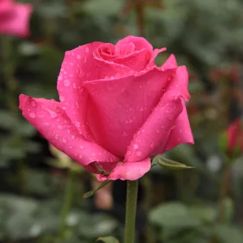 Rosa Lancôme - rosa - Árbol de Rosas Híbrido de Té - rosal de pie alto- forma de corona de tallo recto
