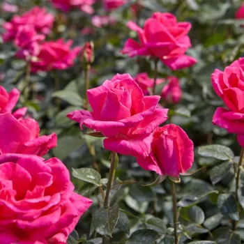 Roz puternic viu - trandafiri pomisor - Trandafir copac cu trunchi înalt – cu flori teahibrid