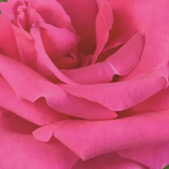 Ružová - školka - eshop  - stromčekové ruže - Stromkové ruže s kvetmi čajohybridov - ružová - Lancôme - bez vône