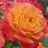 Sárga - rózsaszín - virágágyi grandiflora - floribunda rózsa - Online rózsa vásárlás - Rosa Landlust ® - nem illatos rózsa
