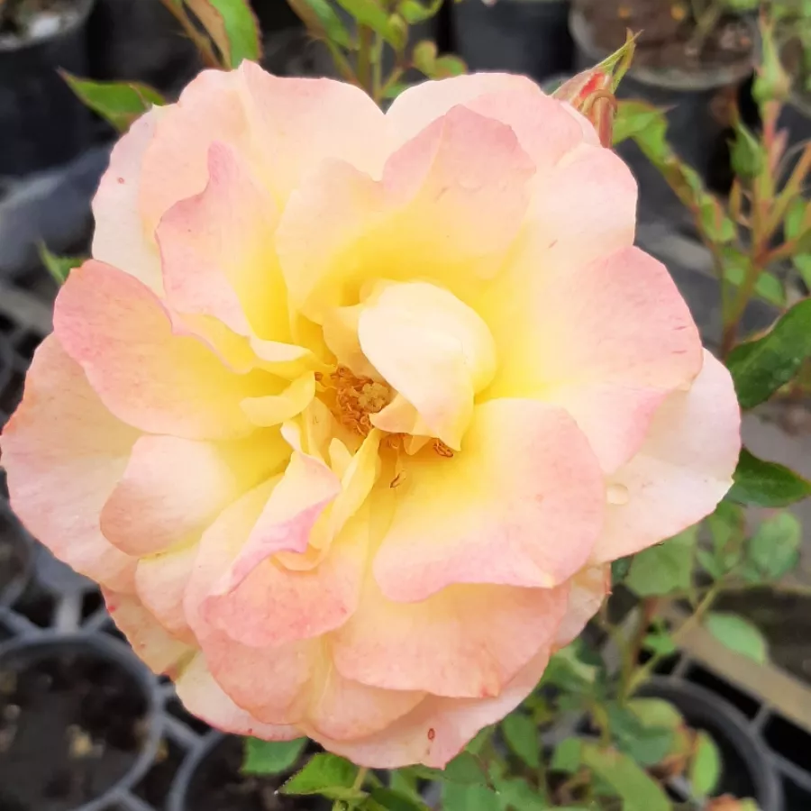 Záhonová ruža - grandiflora - floribunda - Ruža - Landlust ® - Ruže - online - koupit