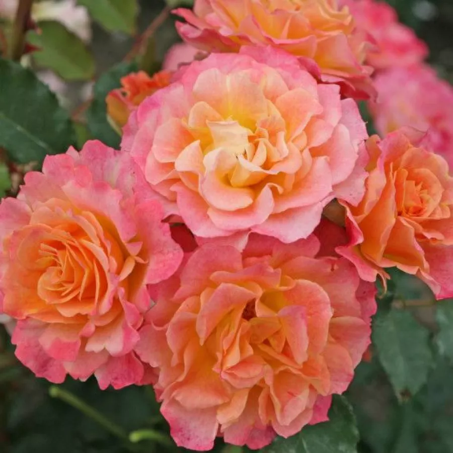 Jaune - rose - Rosier - Landlust ® - Rosier achat en ligne