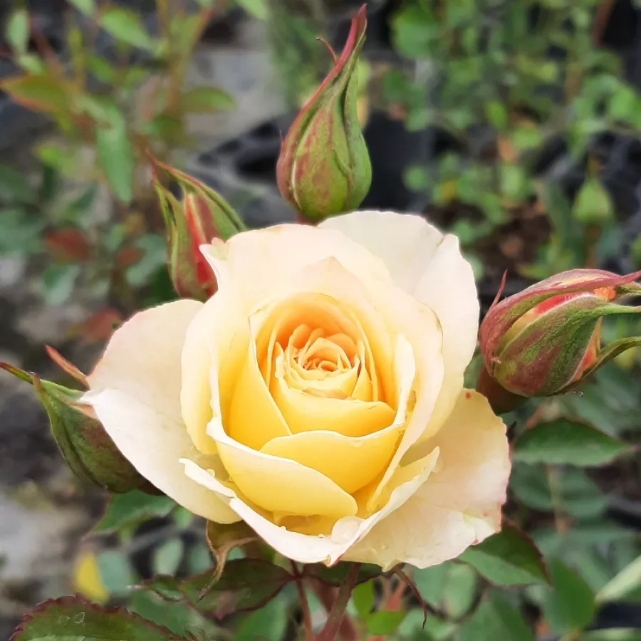 Rosa non profumata - Rosa - Landlust ® - Produzione e vendita on line di rose da giardino