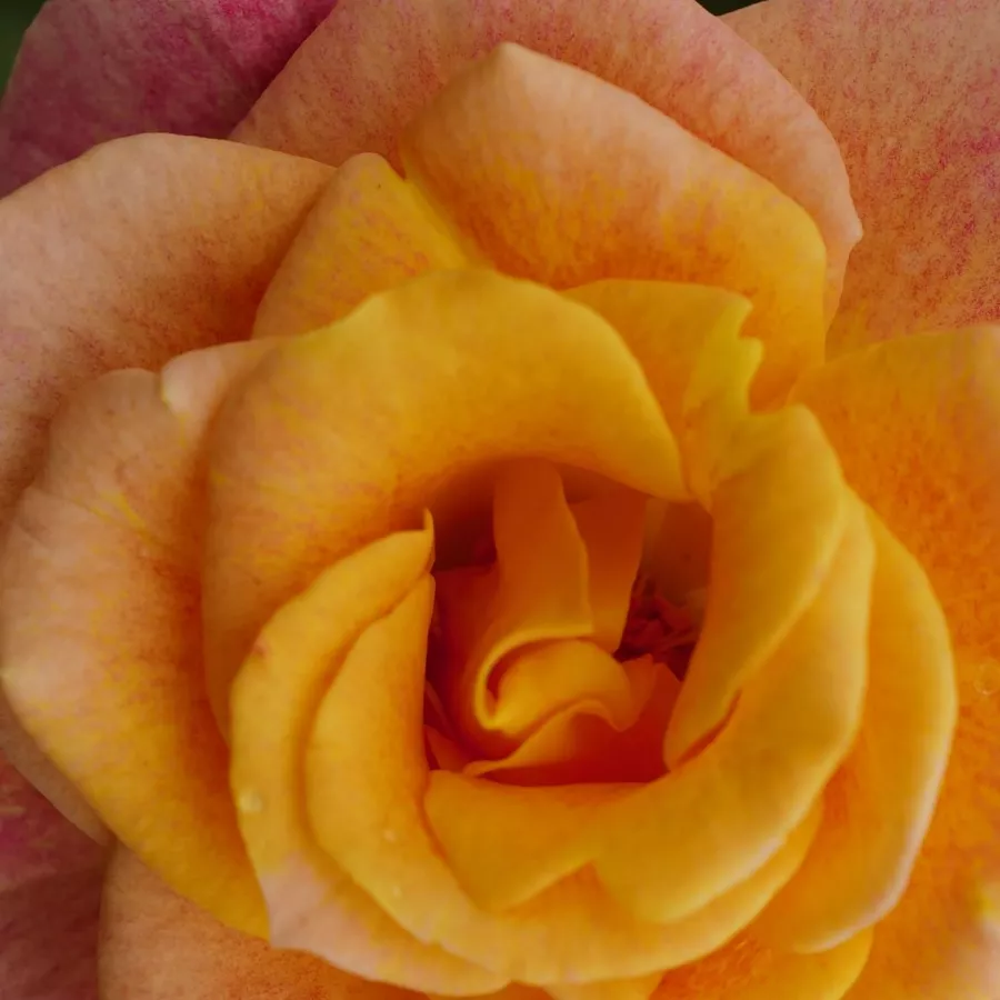 Grandiflora - Floribunda - Róża - Landlust ® - Szkółka Róż Rozaria