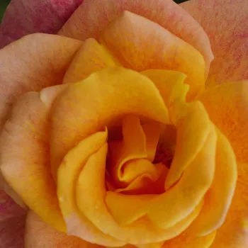 Rosen Online Gärtnerei - floribunda-grandiflora rosen - gelb - rosa - duftlos - Landlust ® - (90-120 cm)