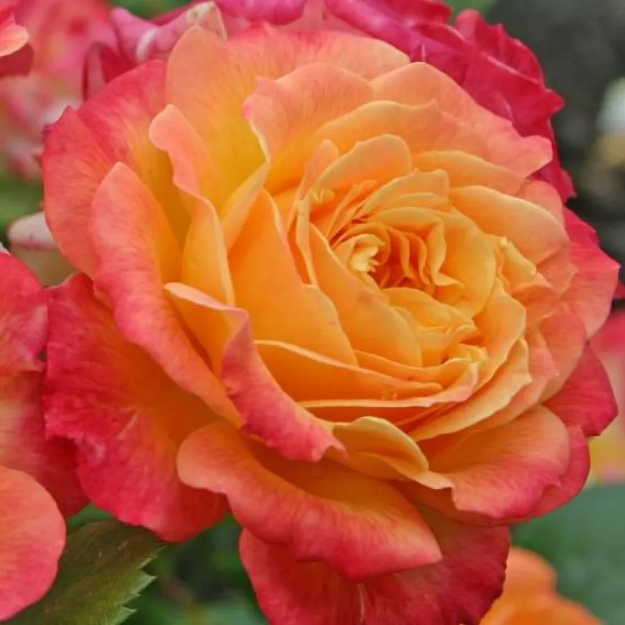 Jaune - rose - Rosier - Landlust ® - 